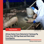 African Swine Fever Detected at Taichung Pig Farm; Over 100 Pigs Dead