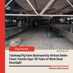Taichung Pig Farm Destroyed by African Swine Fever; Farmer Says ‘35 Years of Work Gone Overnight’