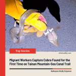 Migrant Workers Capture Cobra Found for the First Time on Tainan Mountain-Sea Canal Trail