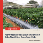 Warm Weather Delays Dahu Strawberry Harvest as Prices Hit Record Highs in Miaoli