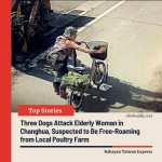 Three Dogs Attack Elderly Woman in Changhua, Suspected to Be Free-Roaming from Local Poultry Farm